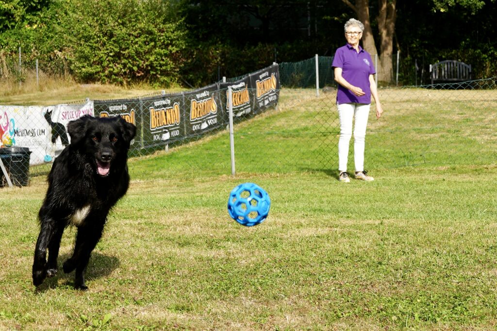 Schwarzer Hund rennt einem blauen Ball nach, dahinter steht eine Frau in lila Vereinsshirt