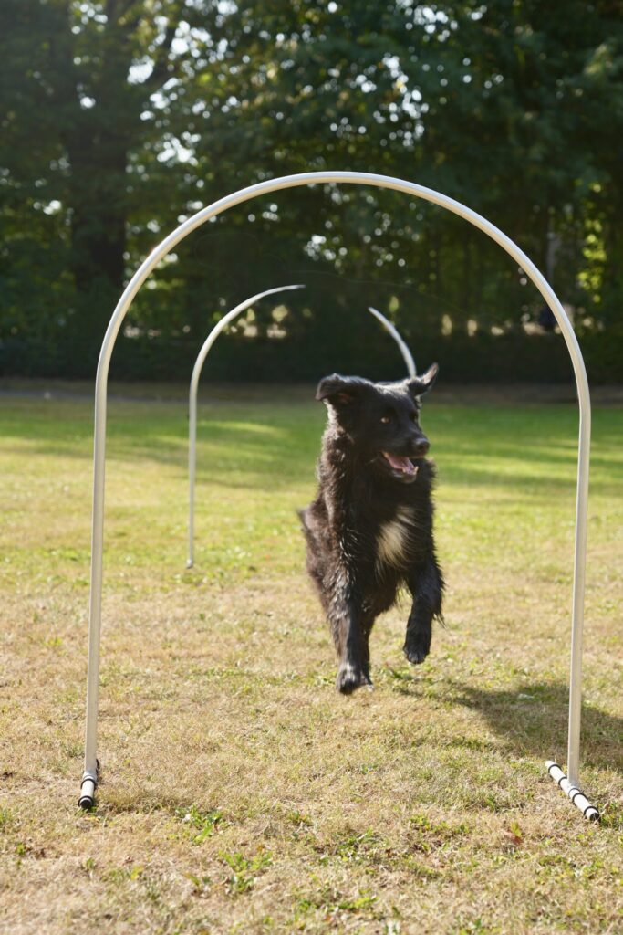 Schwarzer Hund läuft durch einen Hoop