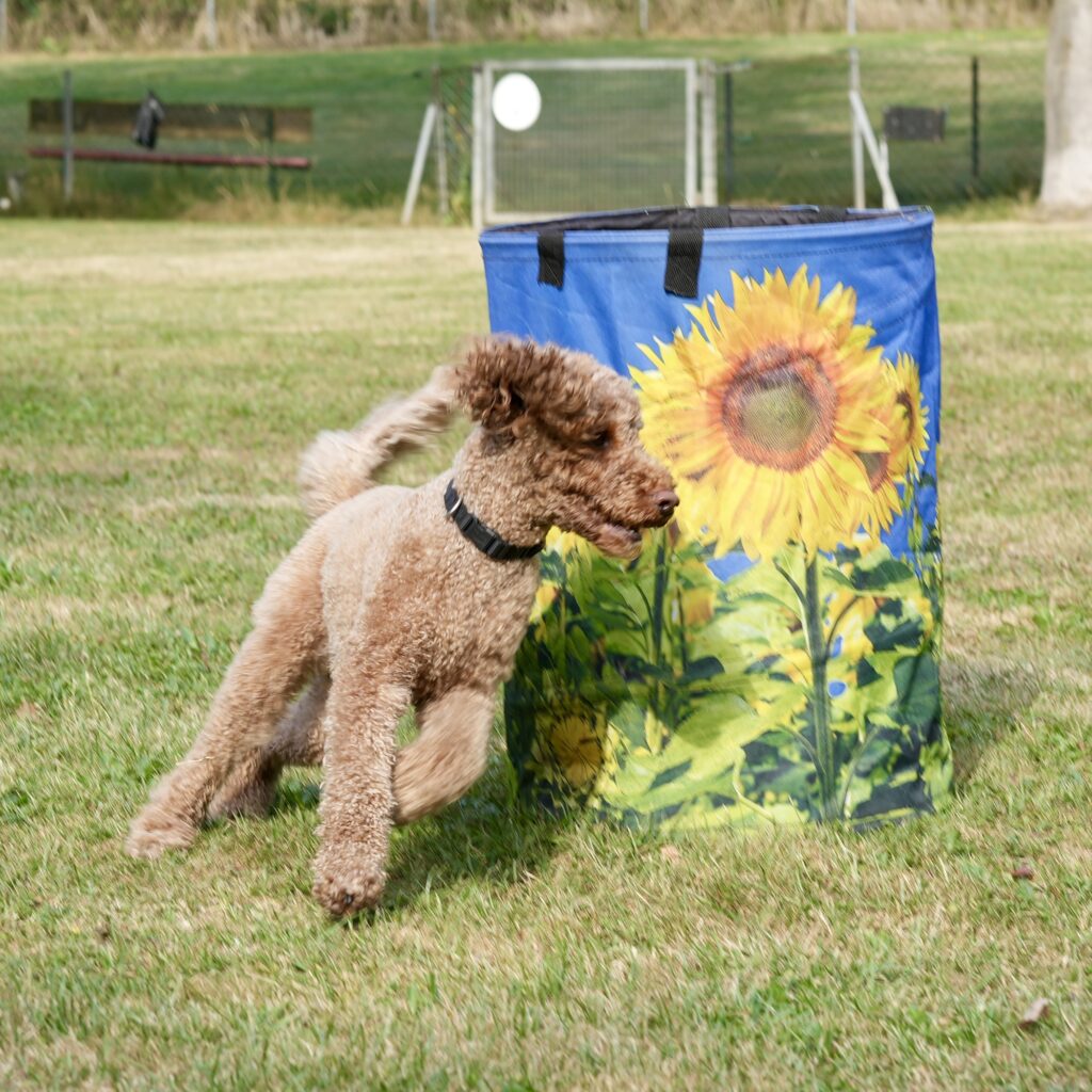 Brauner Pudel läuft an einer Tonne mit Sonnenblumen vorbei